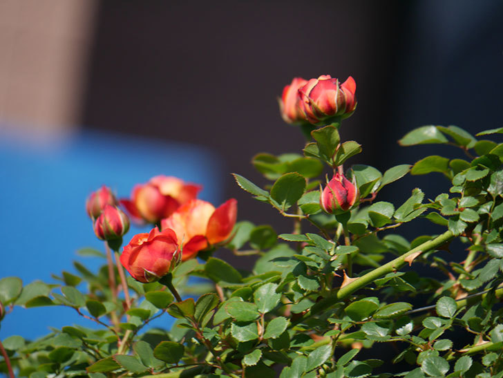 ソレイユロマンティカ(Soleil Romantica)の花が咲いた。ツルバラ。2021年-022.jpg