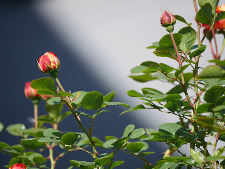ソレイユロマンティカ(Soleil Romantica)の花が咲いた。ツルバラ。2021年-023.jpg