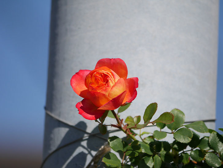 ソレイユロマンティカ(Soleil Romantica)の花が咲いた。ツルバラ。2021年-028.jpg