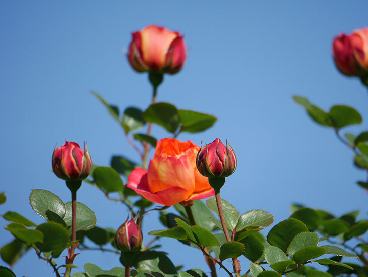 ソレイユロマンティカ(Soleil Romantica)の花が咲いた。ツルバラ。2021年-034.jpg