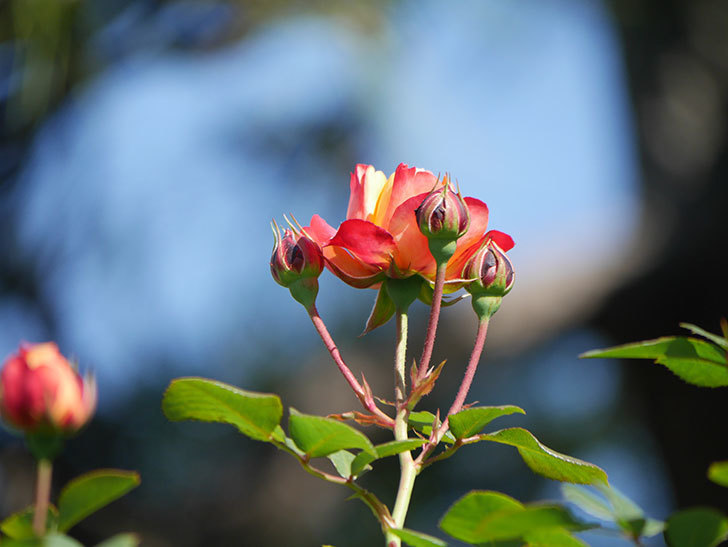 ソレイユロマンティカ(Soleil Romantica)の花が咲いた。ツルバラ。2021年-035.jpg