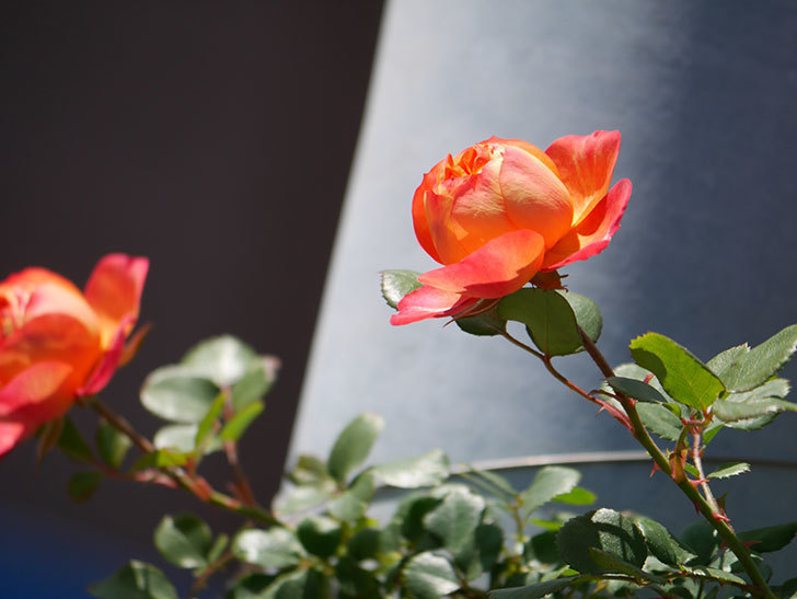 ソレイユロマンティカ(Soleil Romantica)の花が咲いた。ツルバラ。2021年-040.jpg
