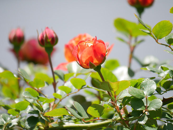 ソレイユロマンティカ(Soleil Romantica)の花が咲いた。ツルバラ。2021年-041.jpg