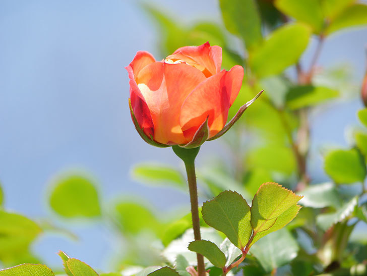 ソレイユロマンティカ(Soleil Romantica)の花が咲いた。ツルバラ。2021年-047.jpg