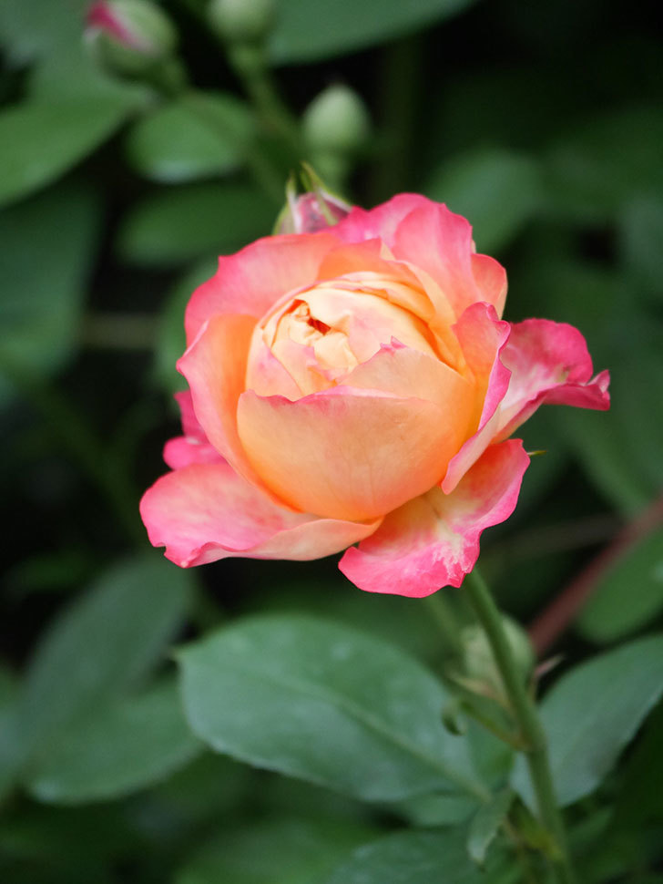 ソレイユロマンティカ(Soleil Romantica)の花が咲いた。ツルバラ。2022年-001.jpg