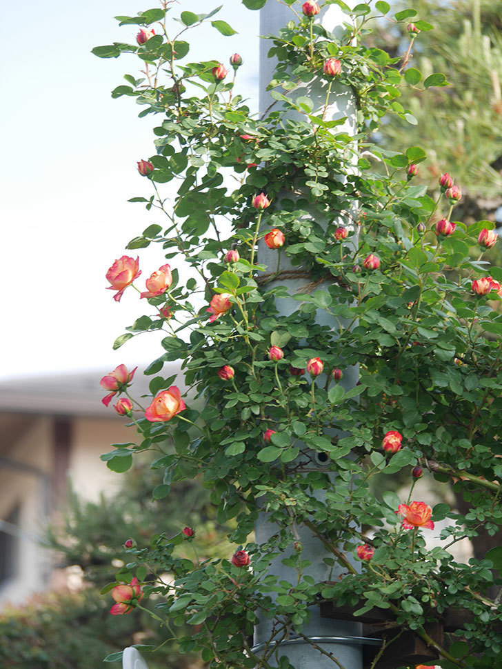 ソレイユロマンティカ(Soleil Romantica)の花が咲いた。ツルバラ。2022年-003.jpg
