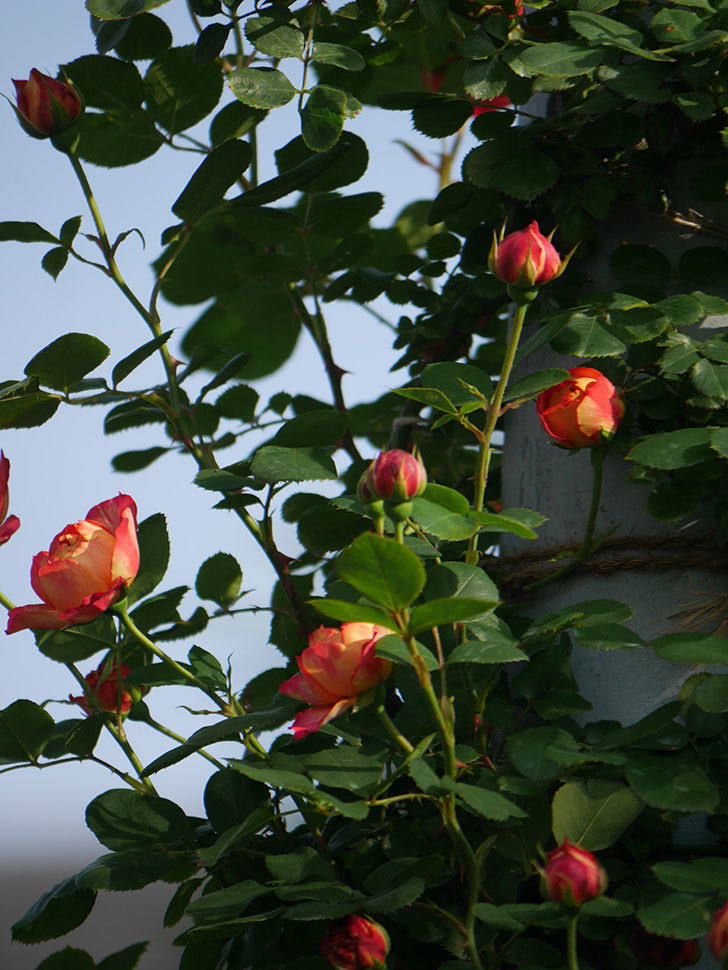 ソレイユロマンティカ(Soleil Romantica)の花が咲いた。ツルバラ。2022年-004.jpg