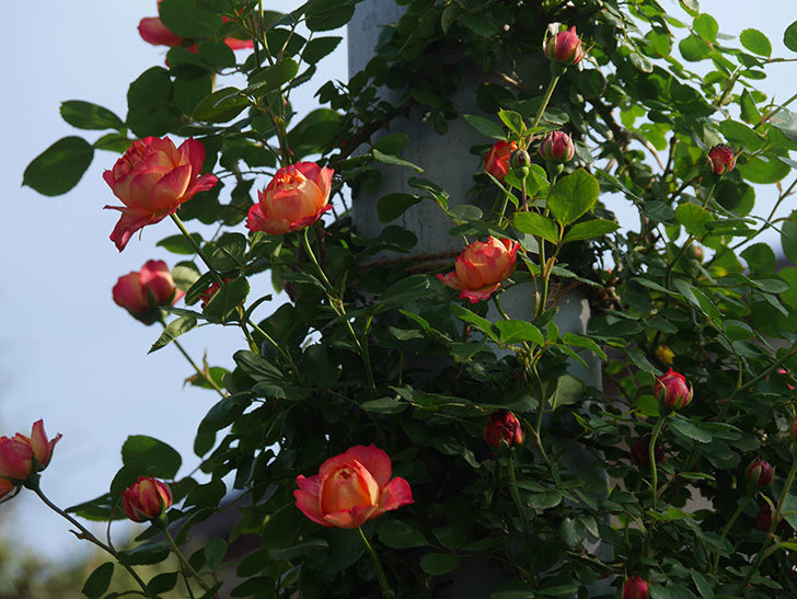 ソレイユロマンティカ(Soleil Romantica)の花が咲いた。ツルバラ。2022年-005.jpg