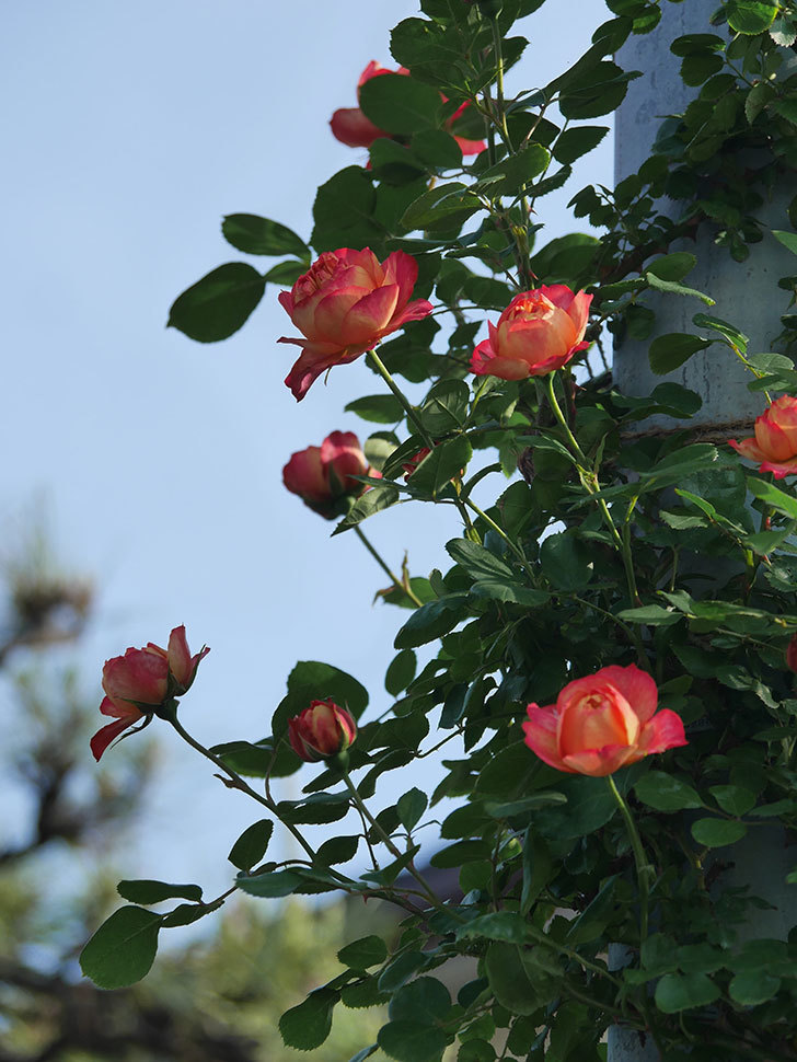 ソレイユロマンティカ(Soleil Romantica)の花が咲いた。ツルバラ。2022年-006.jpg