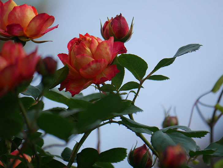 ソレイユロマンティカ(Soleil Romantica)の花が咲いた。ツルバラ。2022年-010.jpg