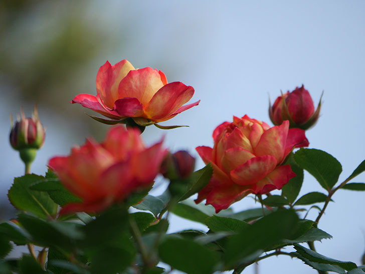 ソレイユロマンティカ(Soleil Romantica)の花が咲いた。ツルバラ。2022年-011.jpg