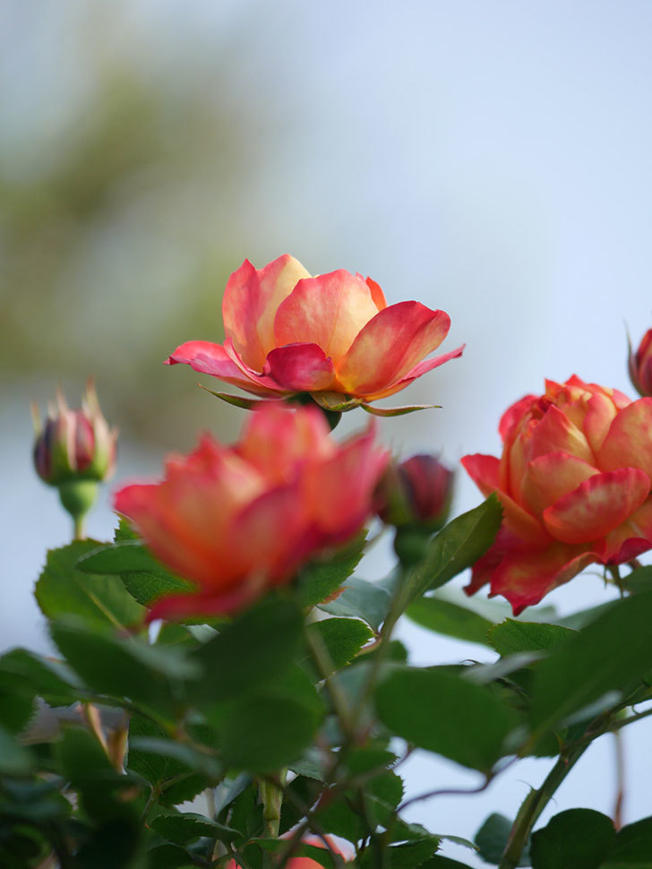 ソレイユロマンティカ(Soleil Romantica)の花が咲いた。ツルバラ。2022年-012.jpg