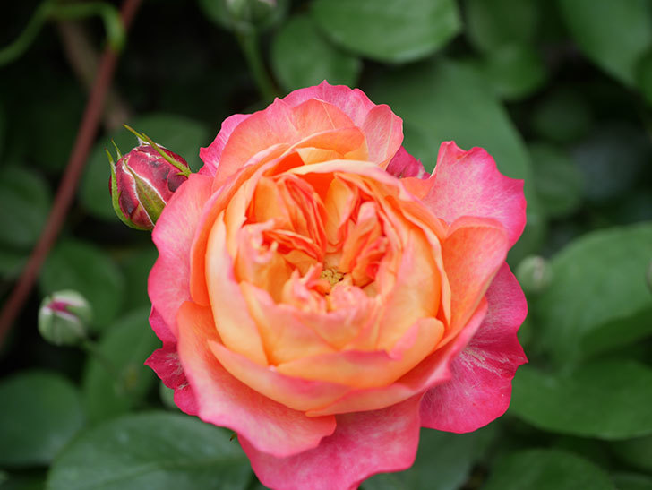 ソレイユロマンティカ(Soleil Romantica)の花が咲いた。ツルバラ。2022年-014.jpg