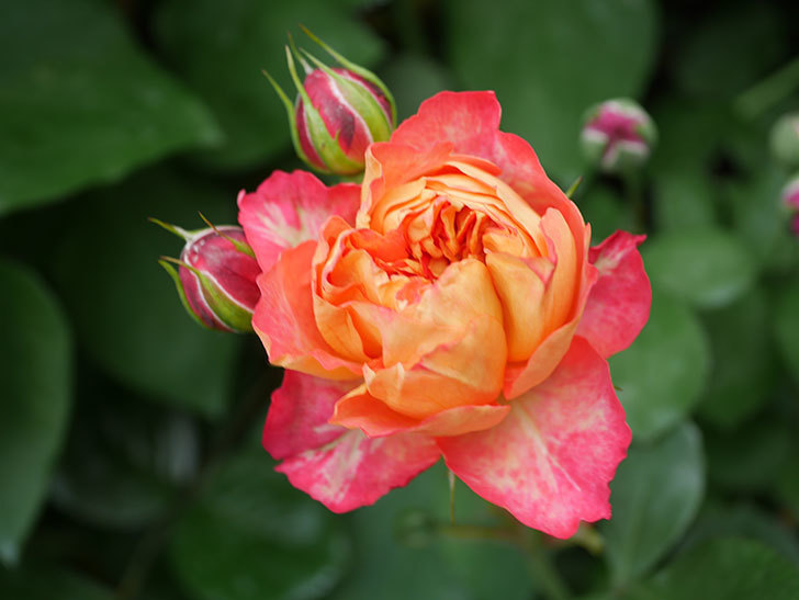 ソレイユロマンティカ(Soleil Romantica)の花が咲いた。ツルバラ。2022年-016.jpg