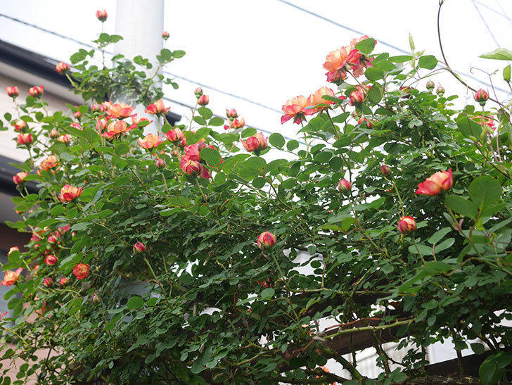 ソレイユロマンティカ(Soleil Romantica)の花が咲いた。ツルバラ。2022年-019.jpg