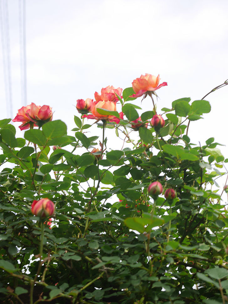 ソレイユロマンティカ(Soleil Romantica)の花が咲いた。ツルバラ。2022年-023.jpg
