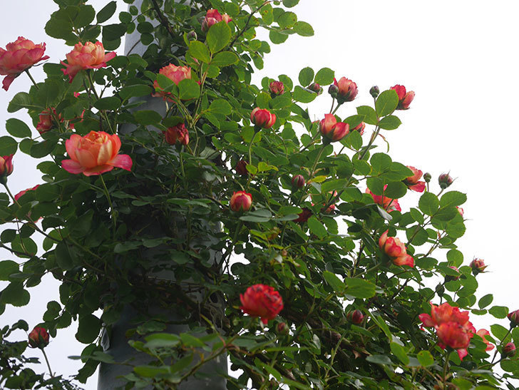 ソレイユロマンティカ(Soleil Romantica)の花が咲いた。ツルバラ。2022年-024.jpg