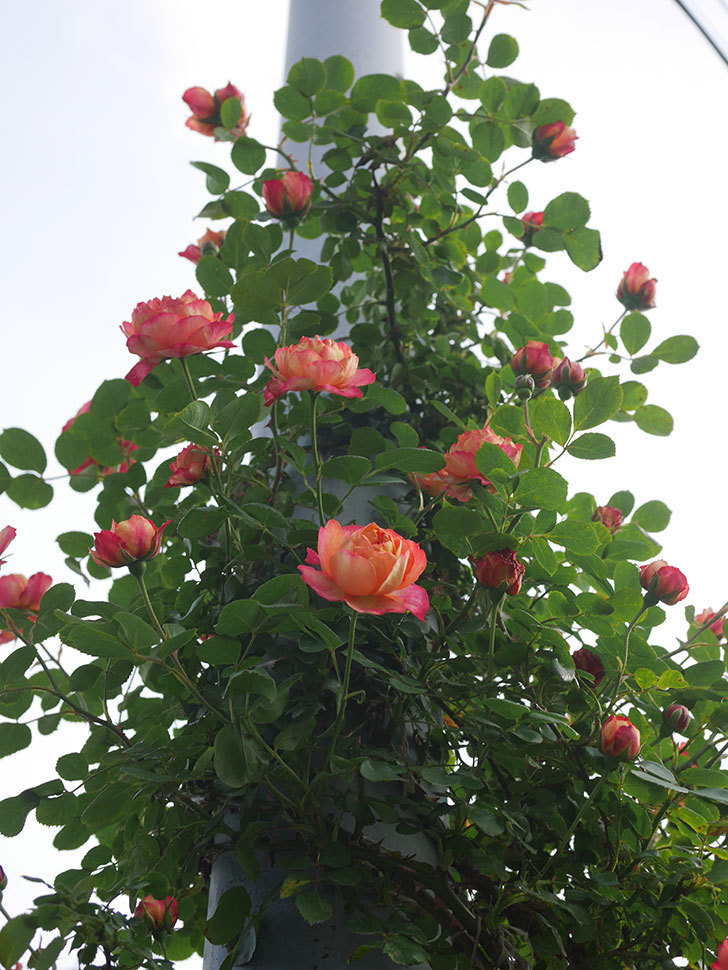 ソレイユロマンティカ(Soleil Romantica)の花が咲いた。ツルバラ。2022年-025.jpg