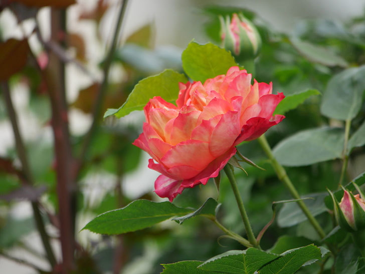 ソレイユロマンティカ(Soleil Romantica)の花が咲いた。ツルバラ。2022年-030.jpg
