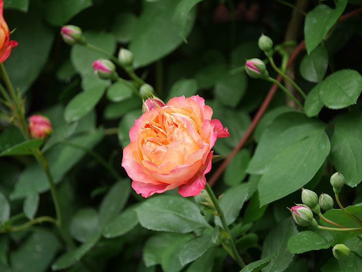 ソレイユロマンティカ(Soleil Romantica)の花が咲いた。ツルバラ。2022年-031.jpg
