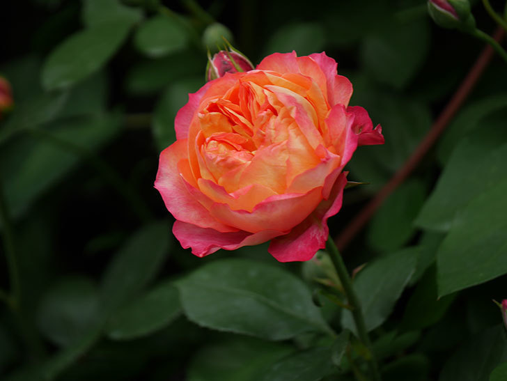 ソレイユロマンティカ(Soleil Romantica)の花が咲いた。ツルバラ。2022年-032.jpg