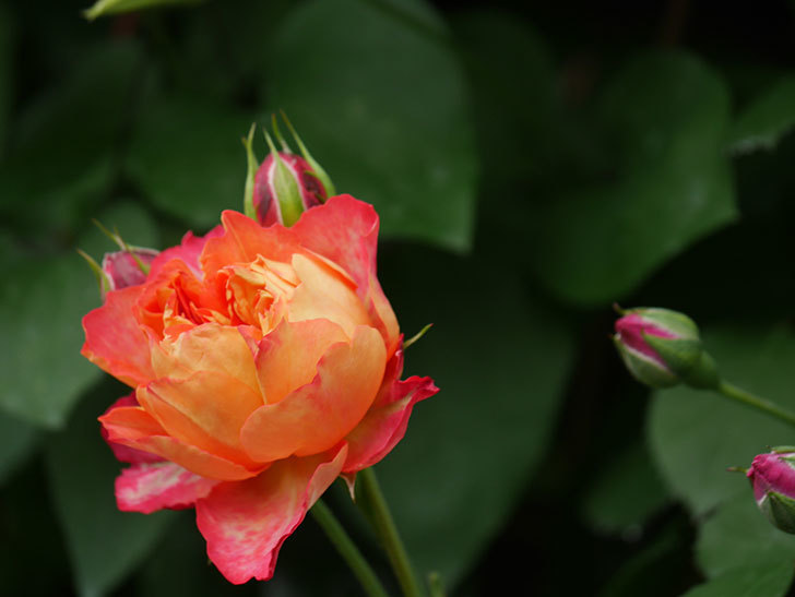 ソレイユロマンティカ(Soleil Romantica)の花が咲いた。ツルバラ。2022年-033.jpg