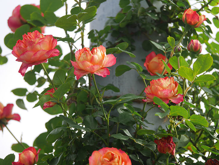 ソレイユロマンティカ(Soleil Romantica)の花が咲いた。ツルバラ。2022年-037.jpg