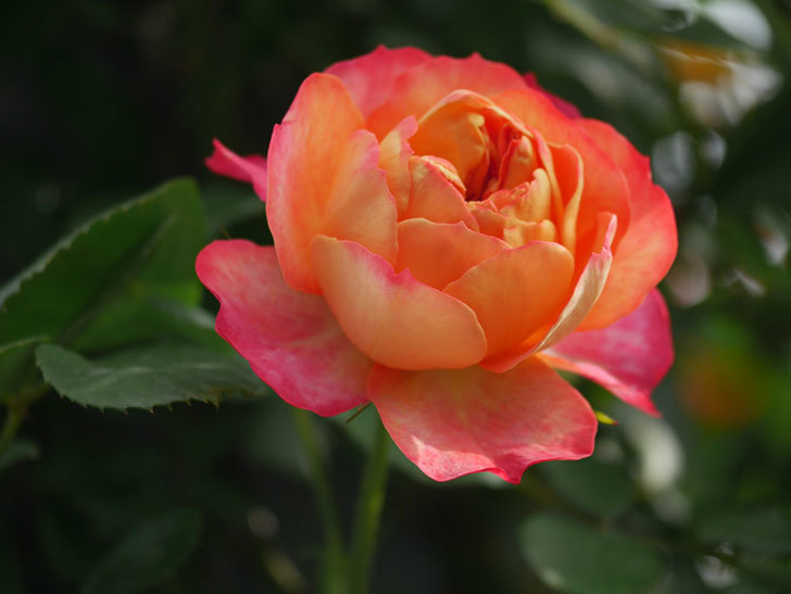 ソレイユロマンティカ(Soleil Romantica)の花が咲いた。ツルバラ。2022年-038.jpg