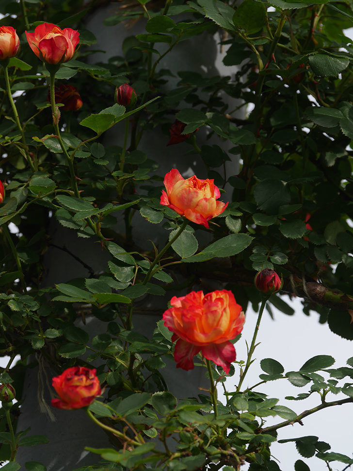 ソレイユロマンティカ(Soleil Romantica)の花が咲いた。ツルバラ。2022年-041.jpg