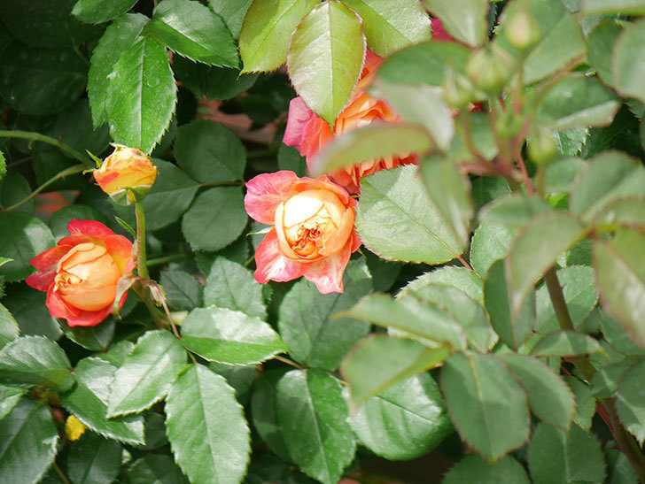 ソレイユロマンティカ(Soleil Romantica)の花が咲いた。ツルバラ。2022年-044.jpg