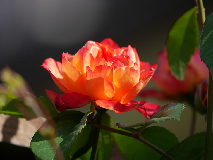 ソレイユロマンティカ(Soleil Romantica)の花が増えてきた。ツルバラ。2021年-038.jpg