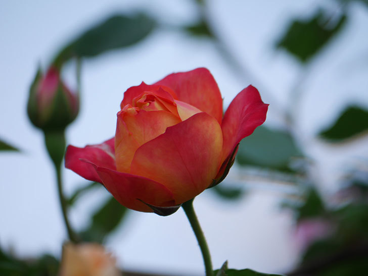ソレイユロマンティカ(Soleil Romantica)の花が増えてきた。ツルバラ。2021年-041.jpg