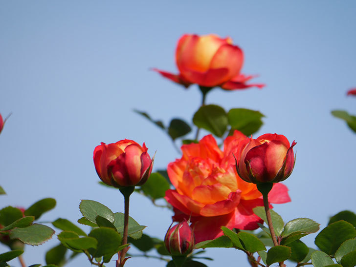 ソレイユロマンティカ(Soleil Romantica)の花が増えてきた。ツルバラ。2021年-055.jpg