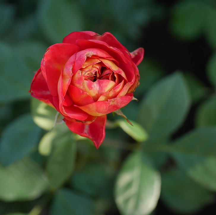 ソレイユロマンティカ（ツルバラ）の花がまた咲いた。2019年-1.jpg