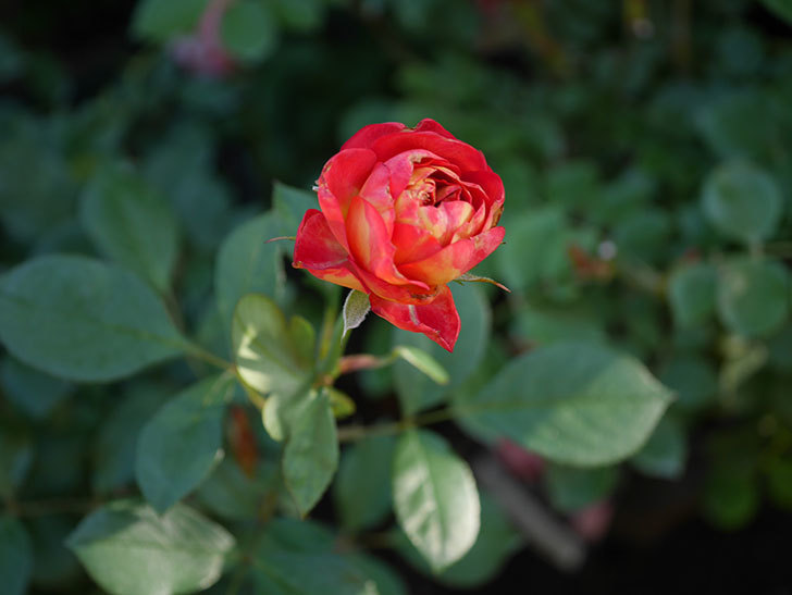 ソレイユロマンティカ（ツルバラ）の花がまた咲いた。2019年-3.jpg