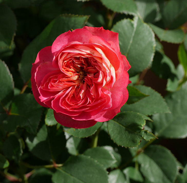 ソレイユロマンティカ（ツルバラ）の花が咲いた。2019年-2.jpg