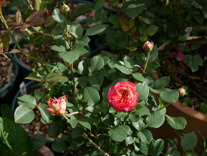 ソレイユロマンティカ（ツルバラ）の花が咲いた。2019年-4.jpg