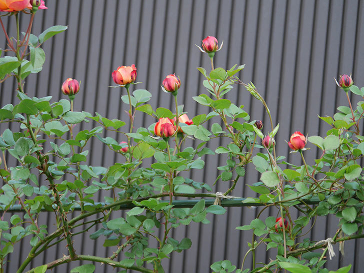 ソレイユロマンティカ（ツルバラ）の花が咲いた。2020年-7.jpg