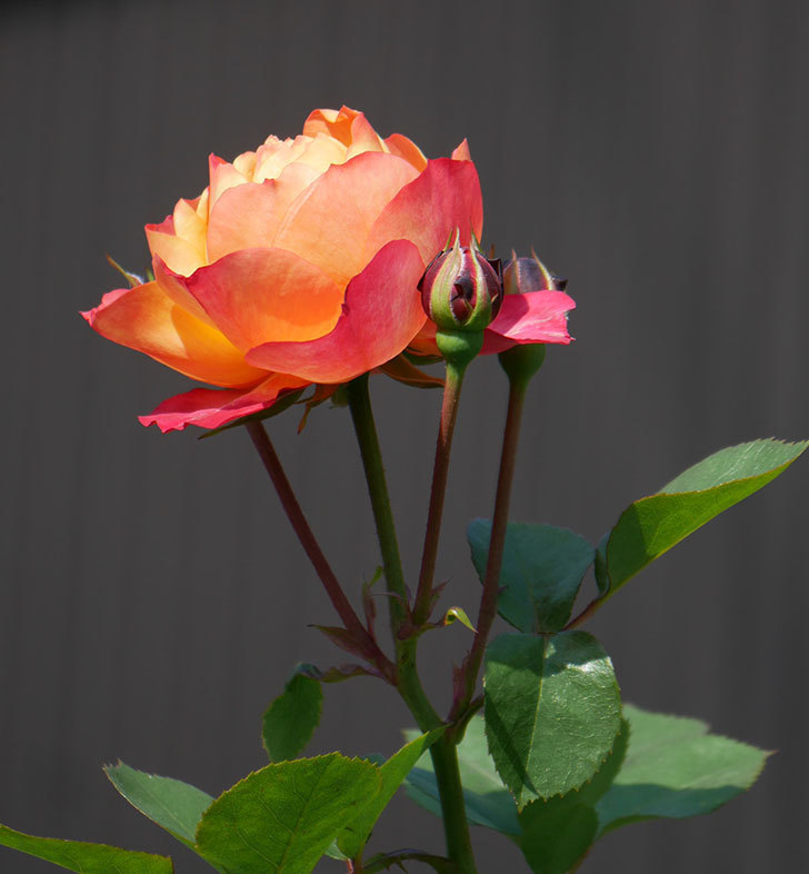 ソレイユロマンティカ（ツルバラ）の花が咲いた。2020年-9.jpg