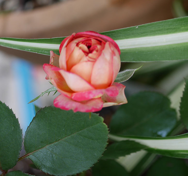 ソレイユロマンティカ（ツルバラ）の花が増えて来た。2019年-7.jpg