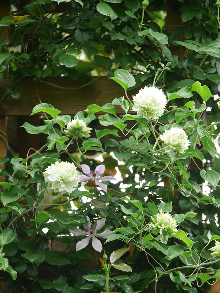 ダッチェス・オブ・エジンバラの花が咲いた。2022年-059.jpg