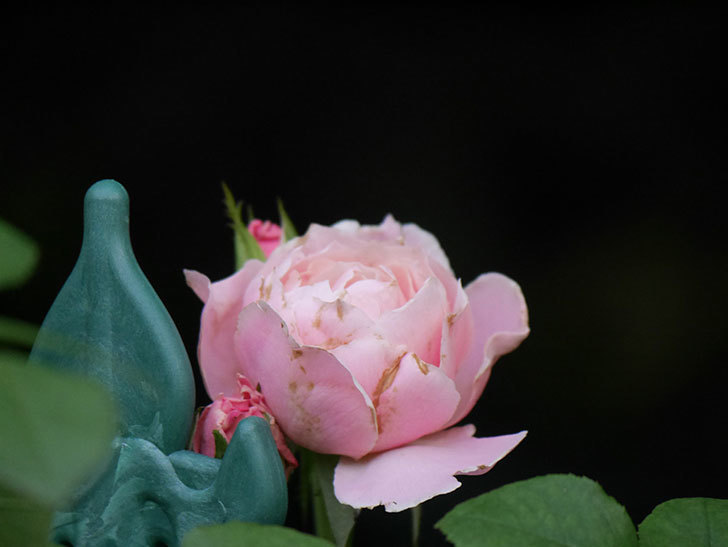 ダフネ(Daphne)の2番花がまた咲いた。半ツルバラ。2020年-003.jpg