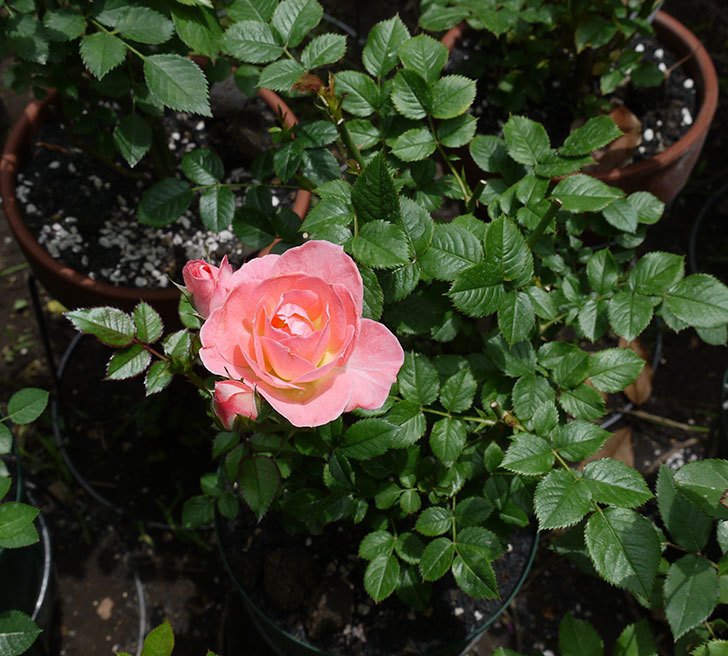 チュチュオプティマ(ミニバラ)の2番花が咲いた。2017年-3.jpg