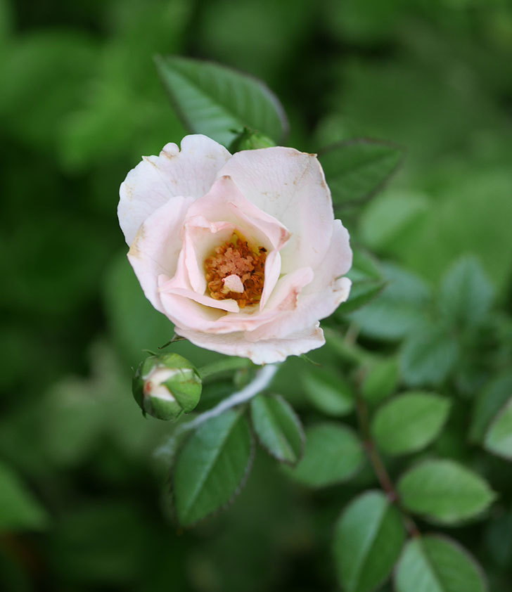 チュチュオプティマ(ミニバラ)の夏花が咲いた。2018年-7.jpg