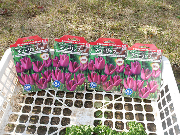 チューリップ 紫花種の球根（8個入り）が半額だったので買って来た。2021年-001.jpg
