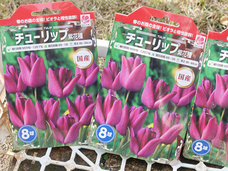 チューリップ 紫花種の球根（8個入り）が半額だったので買って来た。2021年-002.jpg