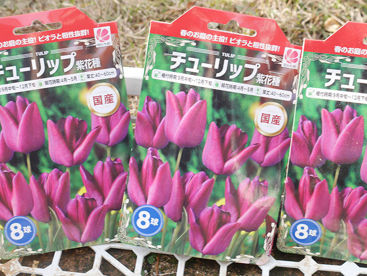 チューリップ 紫花種の球根（8個入り）が半額だったので買って来た。2021年-003.jpg