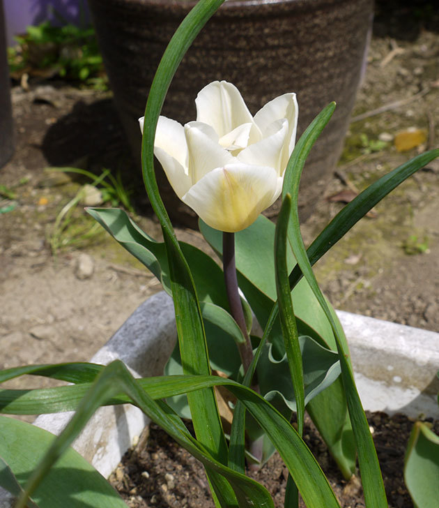 チューリップが咲いた。2015年-4.jpg