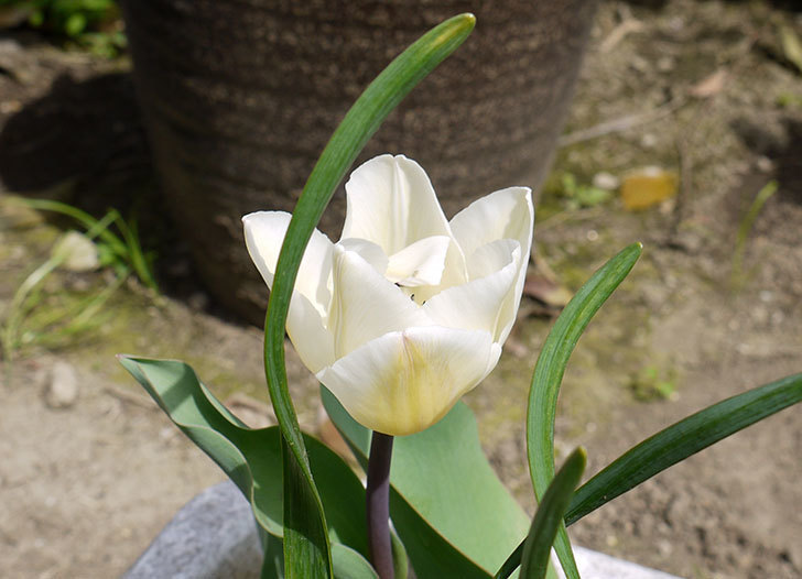 チューリップが咲いた。2015年-5.jpg