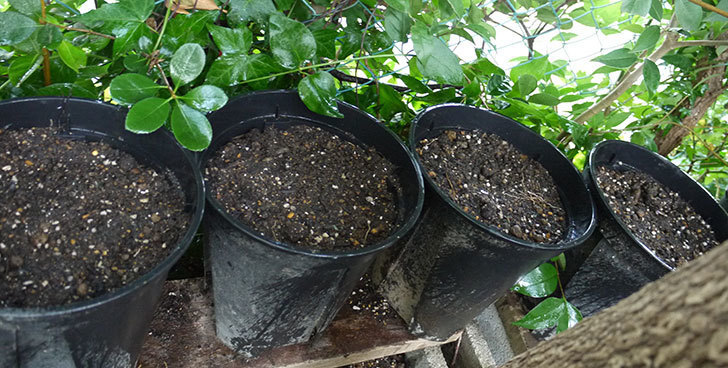 チューリップの球根をスリット鉢に植えた。2015年-1.jpg